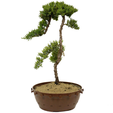 Dwarf Japanese Garden Juniper Pre-Bonsai - D310