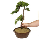 Dwarf Japanese Garden Juniper Pre-Bonsai - D310