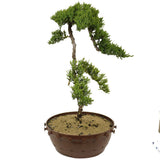 Dwarf Japanese Garden Juniper Pre-Bonsai - D310