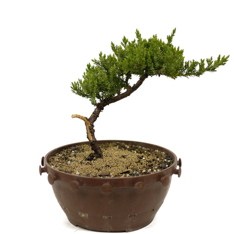 Dwarf Japanese Garden Juniper Pre Bonsai- D311A