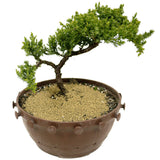 Dwarf Japanese Garden Juniper Pre Bonsai- D311