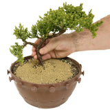 Dwarf Japanese Garden Juniper Pre Bonsai- D311