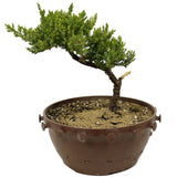 Dwarf Japanese Garden Juniper Pre Bonsai- D311A