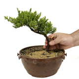 Dwarf Japanese Garden Juniper Pre Bonsai- D311A