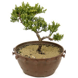 Dwarf Japanese Garden Juniper Pre Bonsai- D311