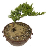 Dwarf Japanese Garden Juniper Pre Bonsai- D311A