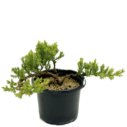 Dwarf Japanese Garden Juniper Pre-Bonsai - D312