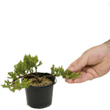 Dwarf Japanese Garden Juniper Pre-Bonsai - D312