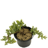 Dwarf Japanese Garden Juniper Pre-Bonsai - D312