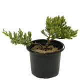 Dwarf Japanese Garden Juniper Pre-Bonsai - D312