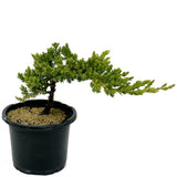 Dwarf Japanese Garden Juniper Pre-Bonsai- D313