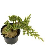 Dwarf Japanese Garden Juniper Pre-Bonsai- D313