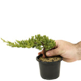 Dwarf Japanese Garden Juniper Pre-Bonsai- D313