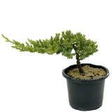 Dwarf Japanese Garden Juniper Pre-Bonsai- D313