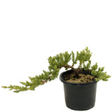 Dwarf Japanese Garden Juniper Pre-Bonsai - D314