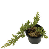 Dwarf Japanese Garden Juniper Pre-Bonsai - D314