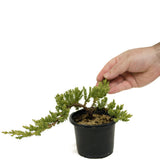 Dwarf Japanese Garden Juniper Pre-Bonsai - D314