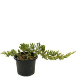 Dwarf Japanese Garden Juniper Pre-Bonsai - D314