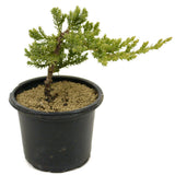 Dwarf Japanese Garden Juniper Pre-Bonsai - D315