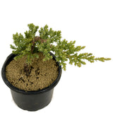 Dwarf Japanese Garden Juniper Pre-Bonsai - D315