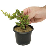 Dwarf Japanese Garden Juniper Pre-Bonsai - D315