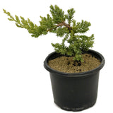 Dwarf Japanese Garden Juniper Pre-Bonsai - D315