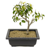 Ficus Too Little Bonsai D316