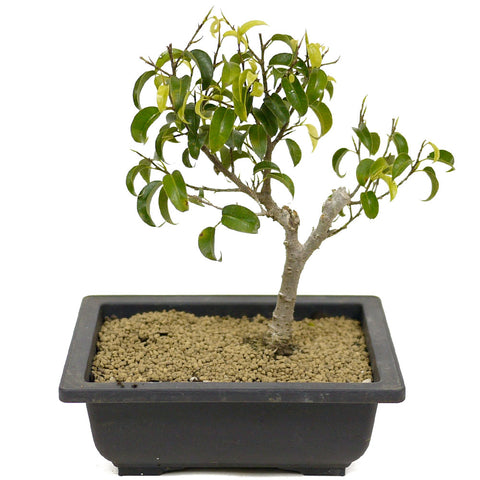 Ficus Too Little Bonsai D316