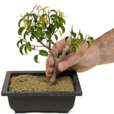 Ficus Too Little Bonsai D316