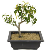 Ficus Too Little Bonsai D316