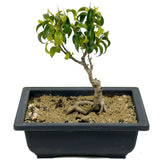 Ficus Too Little Bonsai D317