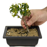Ficus Too Little Bonsai D317