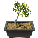 Ficus Too Little Bonsai D317