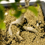Ficus Too Little Bonsai D317