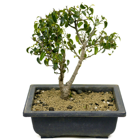 Ficus Too Little Bonsai,  Twin Trunk D318