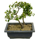 Ficus Too Little Bonsai,  Twin Trunk D318