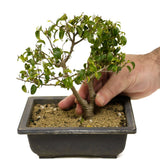 Ficus Too Little Bonsai,  Twin Trunk D318
