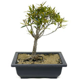 Ficus Neriifolia D319