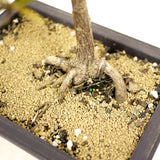 Ficus Neriifolia D319