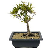 Ficus Neriifolia D319