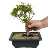 Ficus Neriifolia D319