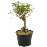 Exposed Roots Serissa Pre-Bonsai D320