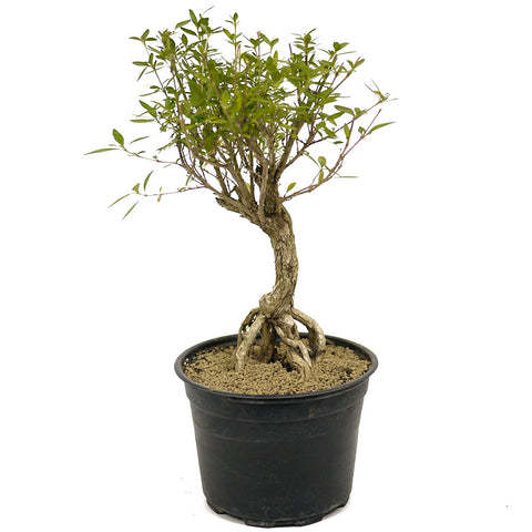 Exposed Roots Serissa Pre-Bonsai D320