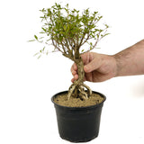 Exposed Roots Serissa Pre-Bonsai D320
