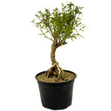 Exposed Roots Serissa Pre-Bonsai D320