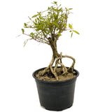 Exposed Roots Serissa Pre-Bonsai D321