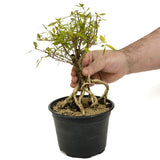 Exposed Roots Serissa Pre-Bonsai D321