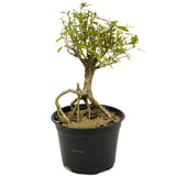 Exposed Roots Serissa Pre-Bonsai D321