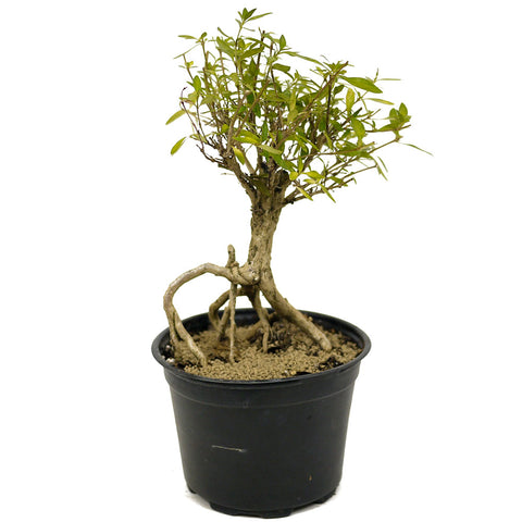 Exposed Roots Serissa Pre-Bonsai D321