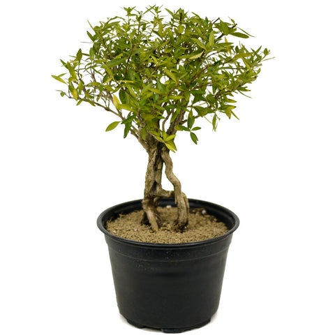 Exposed Roots Serissa Pre Bonsai D322
